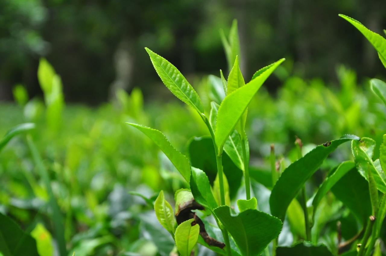 Nature Relax إيلا المظهر الخارجي الصورة